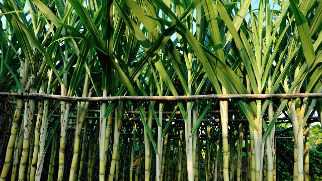 Iranian scientists use reeds to treat wastewater