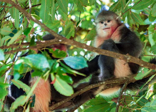 Conservation Efforts in Yunnan Lead to Increase in Golden-Haired Monkey Population