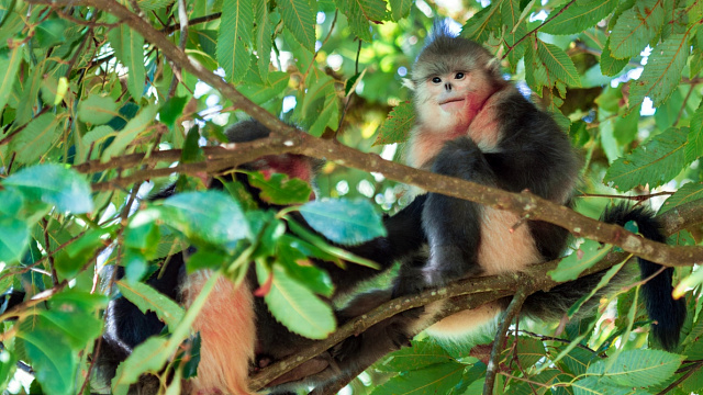 Conservation Efforts in Yunnan Lead to Increase in Golden-Haired Monkey Population