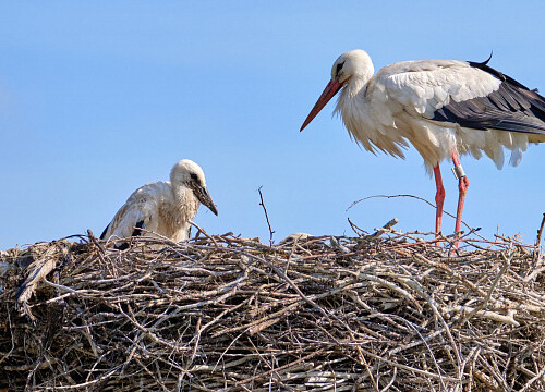 Nearly 300 eastern white white storks are spotted in China