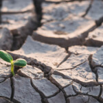 Riyadh Global Drought Resilience Partnership is launched at COP16