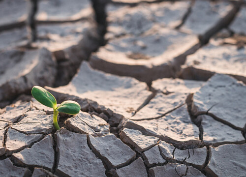 Riyadh Global Drought Resilience Partnership is launched at COP16