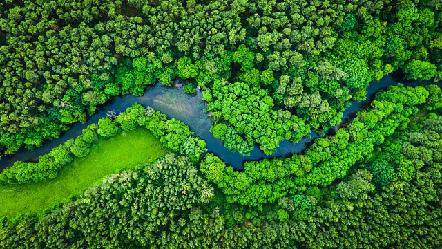 Saudi Arabia leads large-scale afforestation in Eastern Province