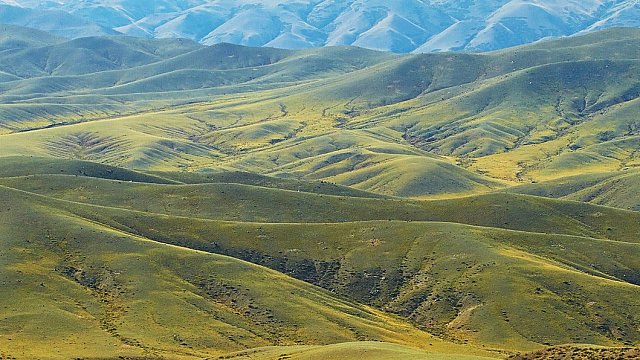 China and Central Asia expand cooperation to turn arid lands into green oases