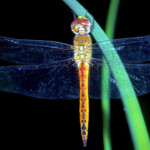 Brazil rediscovers rare dragonfly species after 116 years