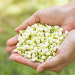 Egypt supplies 70% of global jasmine and essential oils production