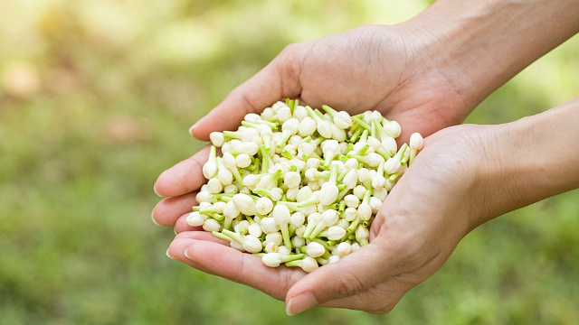 Egypt supplies 70% of global jasmine and essential oils production