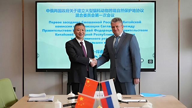 Representatives of Russia and China discuss conservation of Amur tigers and leopards