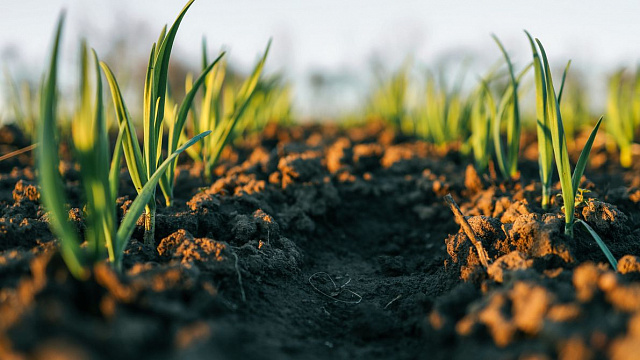 Ethiopia exceeds target for preparing seedlings for 2025 Green Legacy campaign