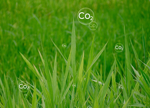 China approves CO2-turned protein as new sustainable animal feed material