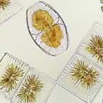 Russian scientists discover way to use algae features in new technologies