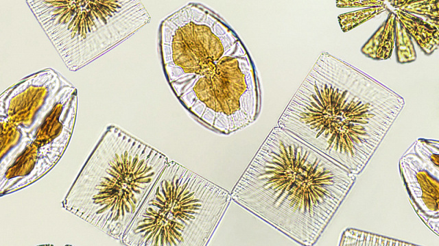 Russian scientists discover way to use algae features in new technologies