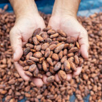Venezuela sends first cocoa shipment to Russia