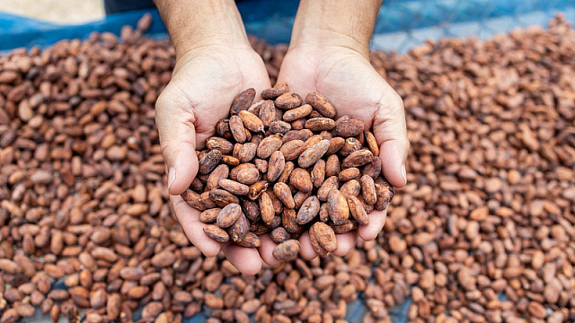 Venezuela sends first cocoa shipment to Russia