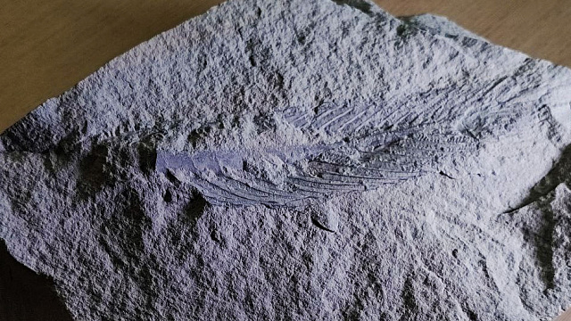 Russian scientists reconstruct appearance of extinct comb jelly group