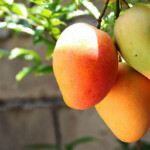 Saudi Arabia’s AlUla province emerges as key agricultural hub for mango production