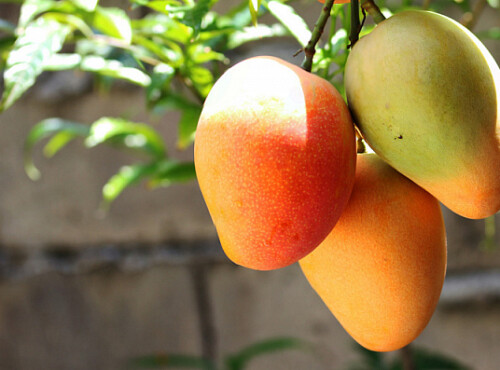 Saudi Arabia’s AlUla province emerges as key agricultural hub for mango production