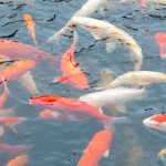 Southeast Asian nations release millions of fish to restore river ecosystems