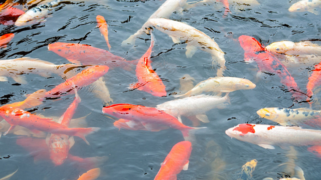 Southeast Asian nations release millions of fish to restore river ecosystems