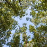 Tunisia plans to increase forest cover to 16%