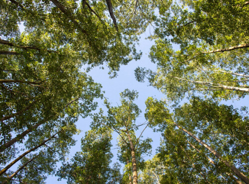 Tunisia plans to increase forest cover to 16%