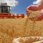 BRICS Grain Exchange: step forward in strengthening grain markets