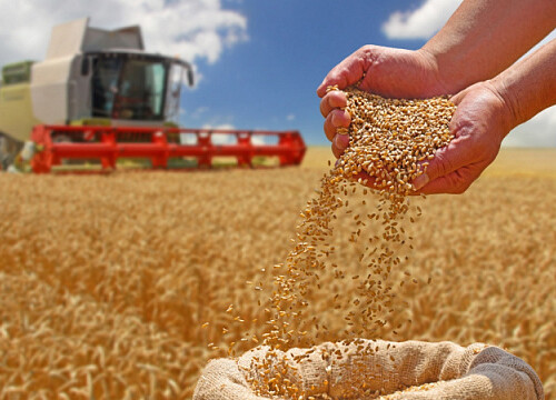 BRICS Grain Exchange: step forward in strengthening grain markets