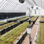 China’s Changchun shows new developments in ginseng industry