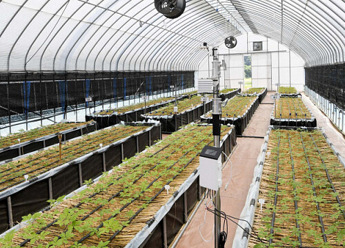 China’s Changchun shows new developments in ginseng industry