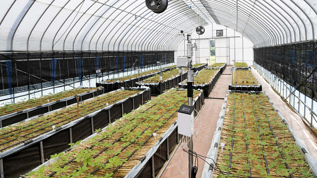 China’s Changchun shows new developments in ginseng industry